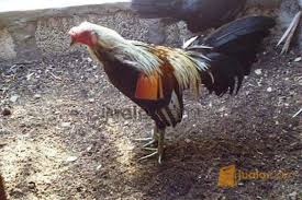 Menerima pesanan pembuatan taji ayam filipina, pisau produksi kami terbuat dari material baja pilihan khusus untuk pisau taji ayam. Ayam Filipina Asli Kupang Jualo