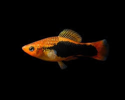 Image result for Platycaulos mahonii