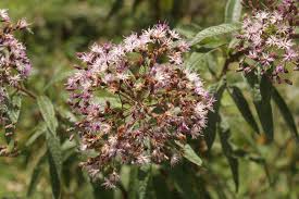 Image result for Vernonanthura polyanthes