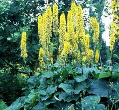 Image result for Ligularia sibirica