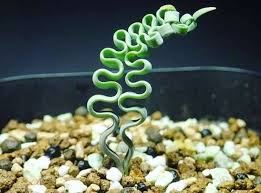 Image result for Trachyandra