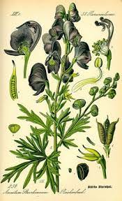 Byzantine Herbs And Drugs The Poison Aconite Or Wolfsbane Byzantine Blog