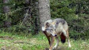 Il s'impose comme le premier le parisien et aujourd'hui en france ont une diffusion cumulée d'environ 500 000 exemplaires de moyenne, en jour de semaine et 350 000. Le Loup En France Une Enquete Actu Fr Emag Actu Fr