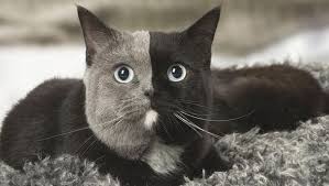 El Gato Con Dos Caras Que Ha Enamorado A Las Redes Sociales