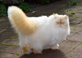 Red Point Himalayan Cat Kitties Kitties And More Kitties Cute Animals Pretty Cats Cute Cats Kittens