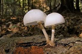 Buchenschleimrubling Oudemansiella Mucida Pilze Pflanzen Laubbaum