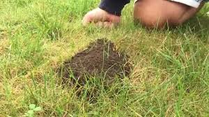 Ameisenhugel Im Rasen Und Garten Entfernen Anleitung Youtube