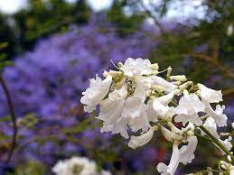 Does anyone know how old or at what height a jacaranda tree blooms? Jacaranda Tree Plant Care And Growing Guide