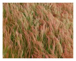 Image result for Eragrostis tef