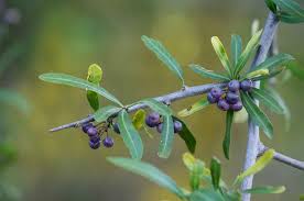 Image result for Schinus