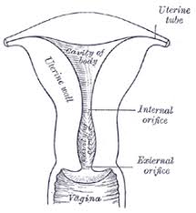 The Uterus Human Anatomy Kids hub this channel contains: the uterus human anatomy