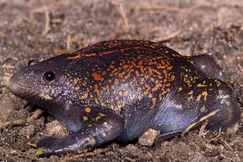 Image result for Dolichos brevidentatus