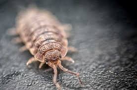 Die klimaänderung im herbst gilt als einer der zentralen gründe für spinnen im haus. Spinnen Bekampfen Vertreiben Mittel Gegen Spinnen Im Haus