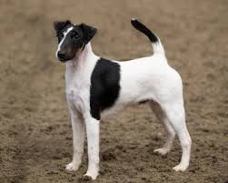 Image result for foxteriér hladkosrstý