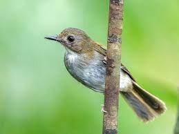 Haru birunya jiwaku terkapai hanyut kau hilang meninggalkan ku lemas bersendirian di translation in english. Sikatan Rimba Dada Kelabu Ebird