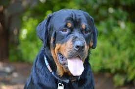 Historically, many rottweilers had their ears 'cropped' as puppies or young dogs, to make them look a particular way. Rottweiler Puppies Nc