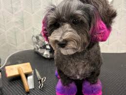 Had such a great weekend thank you everyone for hanging out!! All dogs are  dyed with pet safe dye by @opawz ❤️❤️