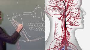 Ils sont au nombre de 17 : Anatomie De La Langue Youtube