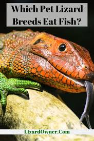 Which Pet Lizard Breeds Eat Fish Pet Lizards Lizard Pets