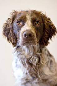 Rip Well Capital Humane Society Dog People Dogs Humane Society