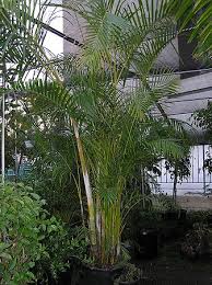 Image result for Danthoniopsis acutigluma