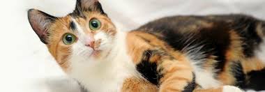✓ kostenlos, schnell und einfach kleinanzeigen aufgeben ✓ sofort online! Fellfarbe Bei Katzen Rot Schwarz Ist Weiblich Tierwelt