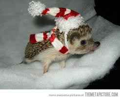 Dee This Is Dedicated To You And Benny Cute Animals Christmas Animals Cute Hedgehog