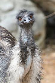 Bird That Looks Like An Ostrich The Emu Is The 2nd Largest Bird In The World Ostrich Is The Largest Emus Have Tiny Useless Wings But Animals Beautiful Beautiful Birds Australian Birds