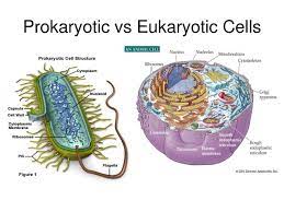Maybe you would like to learn more about one of these? Are Prokaryotes More Complex Than Eukaryotic Cells Quora