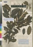 Image result for Antidesma membranaceum