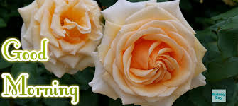 Beautiful love images for facebook dp & whatsapp profile pic. Good Morning Rose Images Photos Pics Wallpaper With Flower
