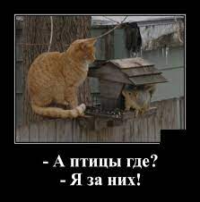 демотиваторы :: котэ :: белка