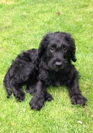 We did not find results for: Miniature F1 Labradoodle Puppies Stoke On Trent Staffordshire Pets4homes Labradoodle Puppy Labradoodle Dogs F1 Labradoodle