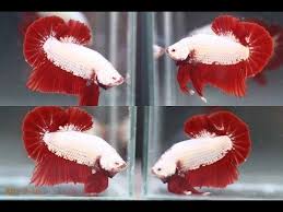 These dragon betta fish are highly sustainable and you can opt for oem creative designs for a customized version. Super Red Dragon Halfmoon Betta Fish Youtube