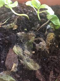 Begginer Herb Gardeners In Melbourne Australia What The Heck Happened To My Friends Basil Gardening Garden Diy Home Flowe Horticulture Herbs Basil Garden