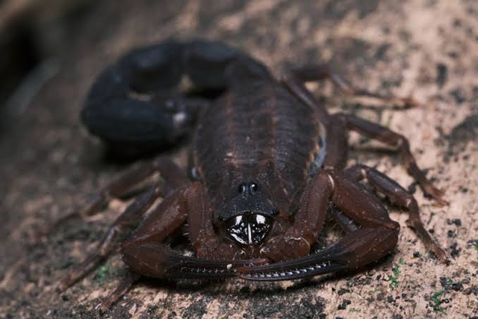 Newly identified scorpion species 'spits' venom to defend itself | New  Scientist
