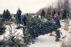 High quality cut tree gifts and merchandise. How To Keep A Christmas Tree Fresh Longer How To Make Your Christmas Tree Last