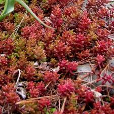 Image result for Sedum album `Coral Carpet`