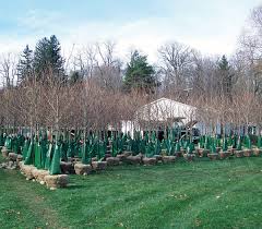 Quick and easy way to keep your evergreens and shrubs watered. Treegator Original