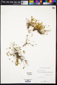 Image result for Marsilea villifolia