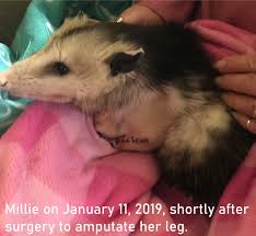 These traps should be left overnight in order to catch the possum, otherwise you might get a cat in your trap. Justice For Millie