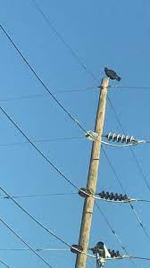 Turkey Vultures On A Telephone Pole Birds Pole Telephone Utility Pole