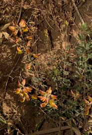Image result for Crotalaria argyrolobioides