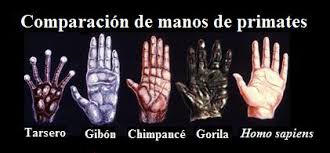 Resultat d'imatges de HUMANO EVOLUCION CHIMPANCE
