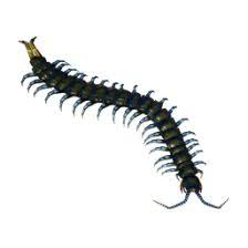 Image result for Centemopsis