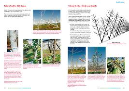This required a complete and integrated concept for orchard planning, tree design in terms of selection of varieties. Orchard Manual To Grow Cherries On High Density Systems