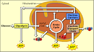 Cellular Respiration Vocabulary Terms Flashcards Quizlet