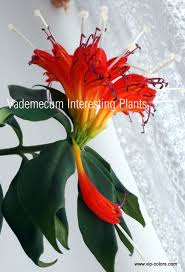 Eszynantus Wspanialy Aeschynanthus Speciosus Eszynantus Aeschynanthus Plants Color