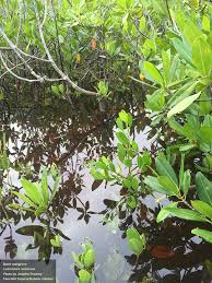 Image result for Lumnitzera racemosa