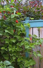 Scarlet runner beans produce vigorous vines that can reach up to 15' and require a very sturdy support structure. Pin On Gardens